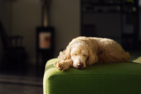 A golden doodle sleeps peacefully on the sofa infront of a log burner