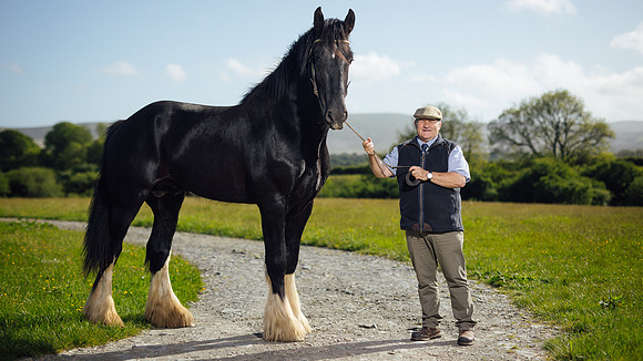 Dyfed shire horses, a huge stallion