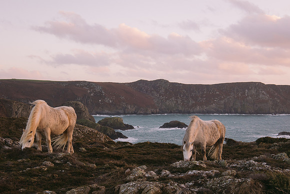 Pembrokeshire Wild Horses