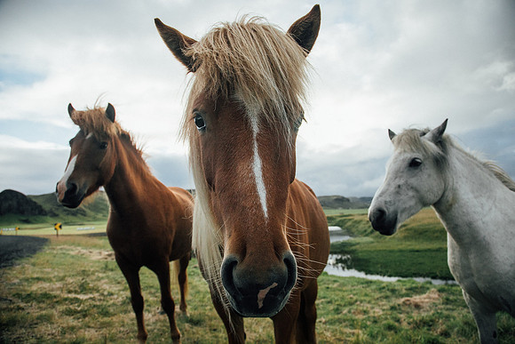 Wild Horses, Iceland