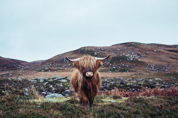 Highland Cow - Applecross, Scotland
