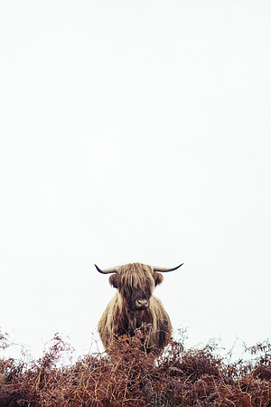 Highland Cow - Applecross, Scotland