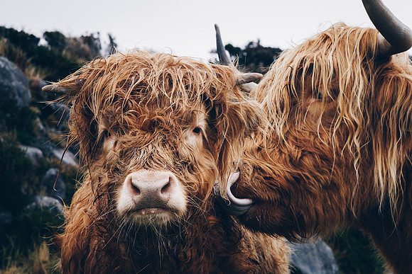 Highland Cows - Applecross, Scotland