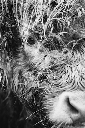 Highland Cows B&W - Applecross, Scotland