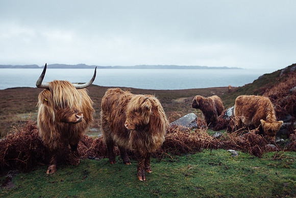 Highland Cows - Applecross, Scotland