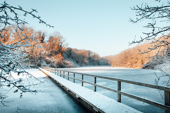Snowy Lily Ponds